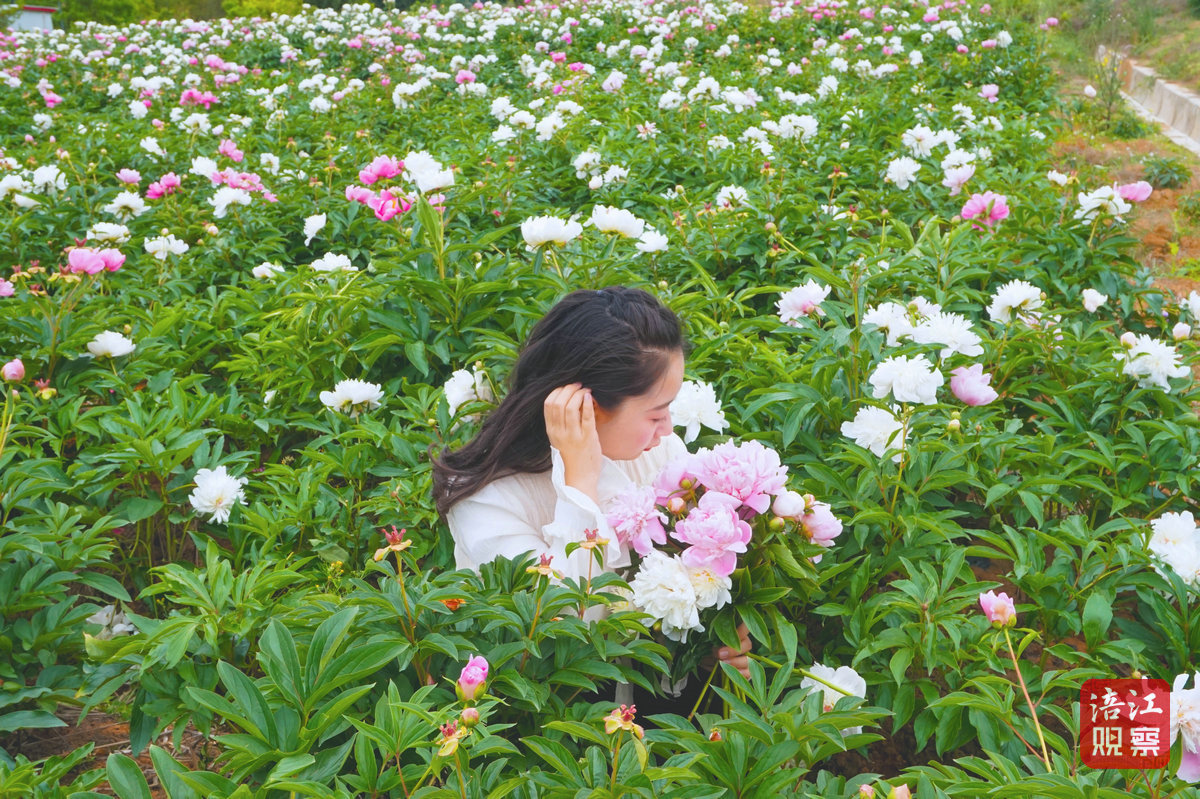 許州芍藥花節1_1.jpg
