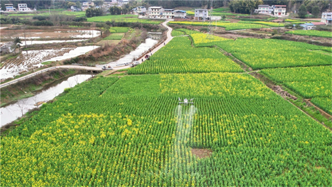 植保無人機正在進行“飛防”作業.jpg