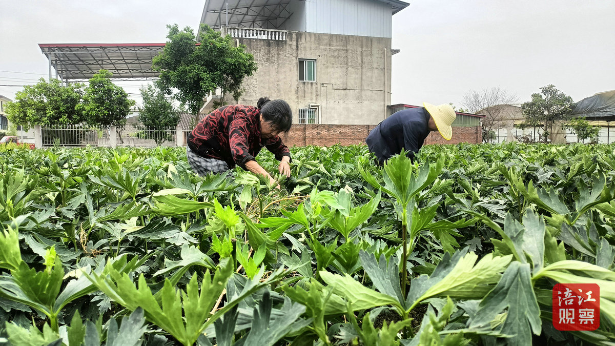 江油附子3_1.jpg