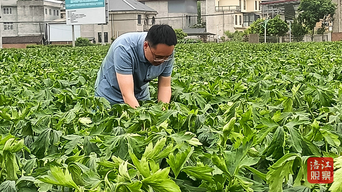 江油附子5_1.jpg
